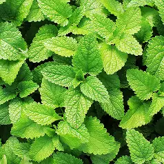 imagen_menta_piperita