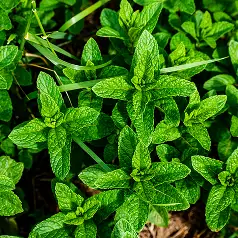 imagen_menta_spicata